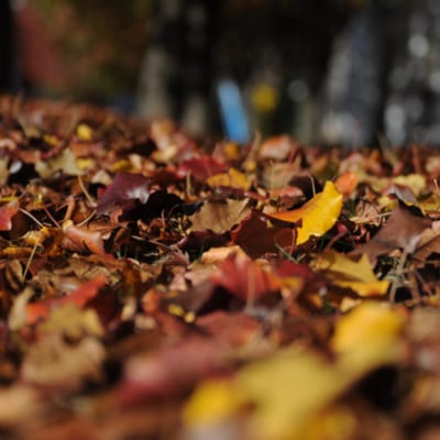 LEAF REMOVAL
